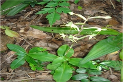 Habenaria multicaudata
